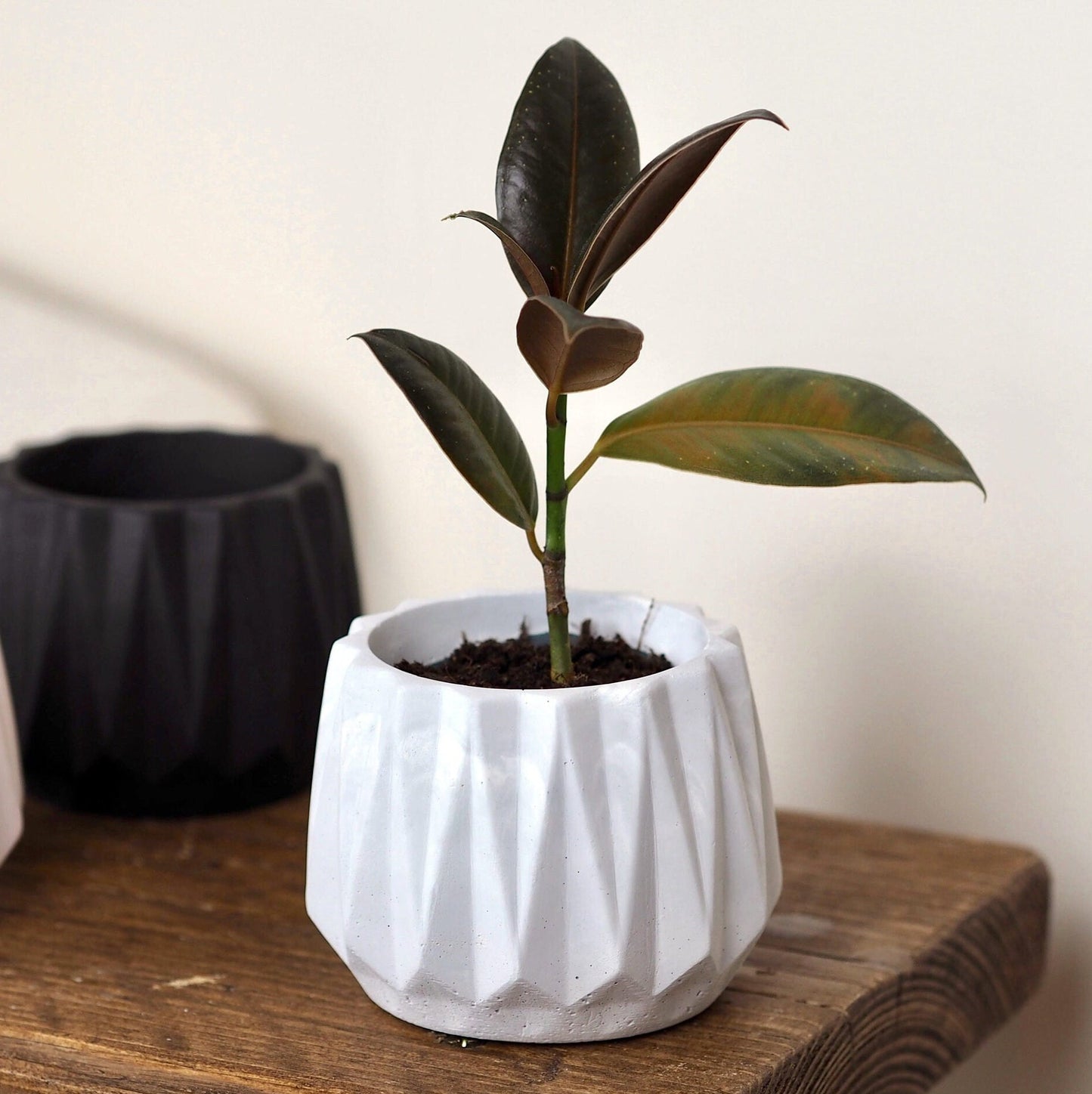 Concrete Faceted Planter